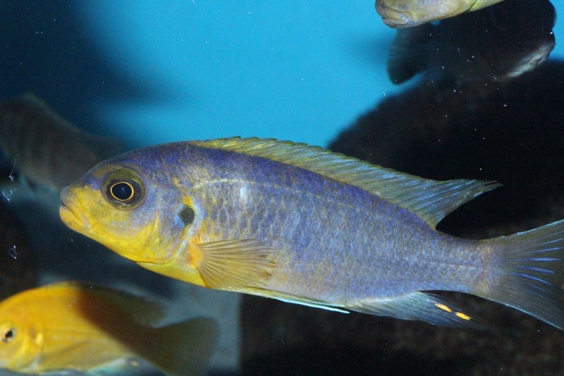 Maylandia aurora 'Likoma Island'